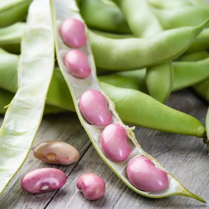 Bób KARMAZYN nasiona (6).jpg