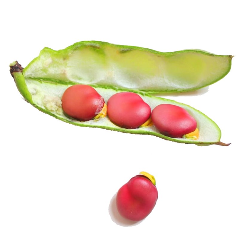 Bób Karmazyn nasiona  500g .jpg