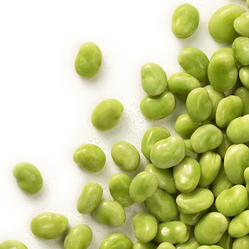 Bób WINDSOR BIAŁY (Vicia faba) nasiona 500g (2).png