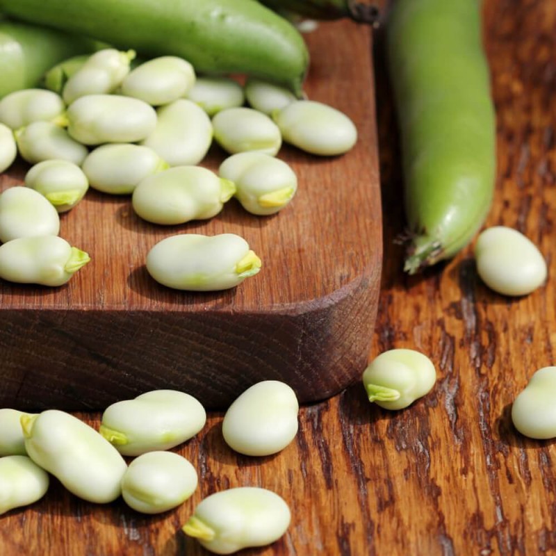 Bób WINDSOR BIAŁY (Vicia faba) nasiona 500g (4).jpg