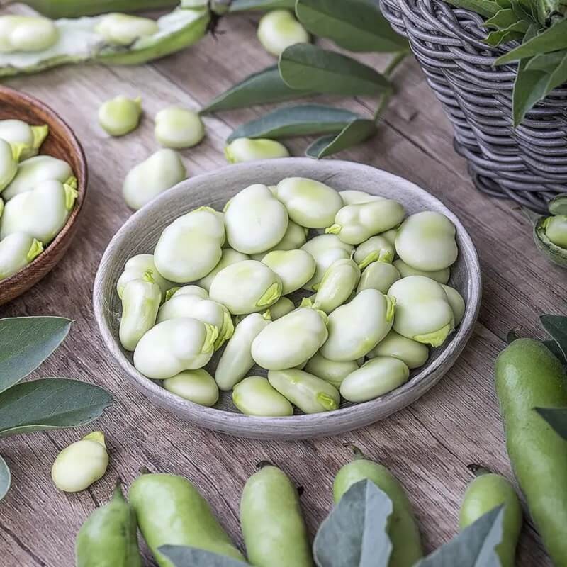 Bób WINDSOR BIAŁY (Vicia faba) nasiona 500g (5).jpg