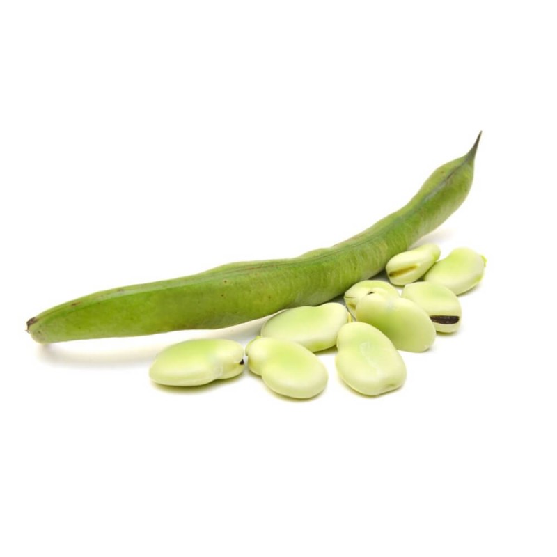 Bób WINDSOR BIAŁY (Vicia faba) nasiona 1kg (6).jpg