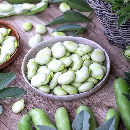 Bób WINDSOR biały nasiona XL 1kg