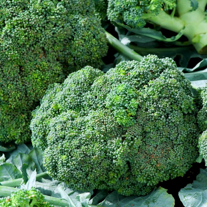 Brassica oleracea convar cezar 3.jpg