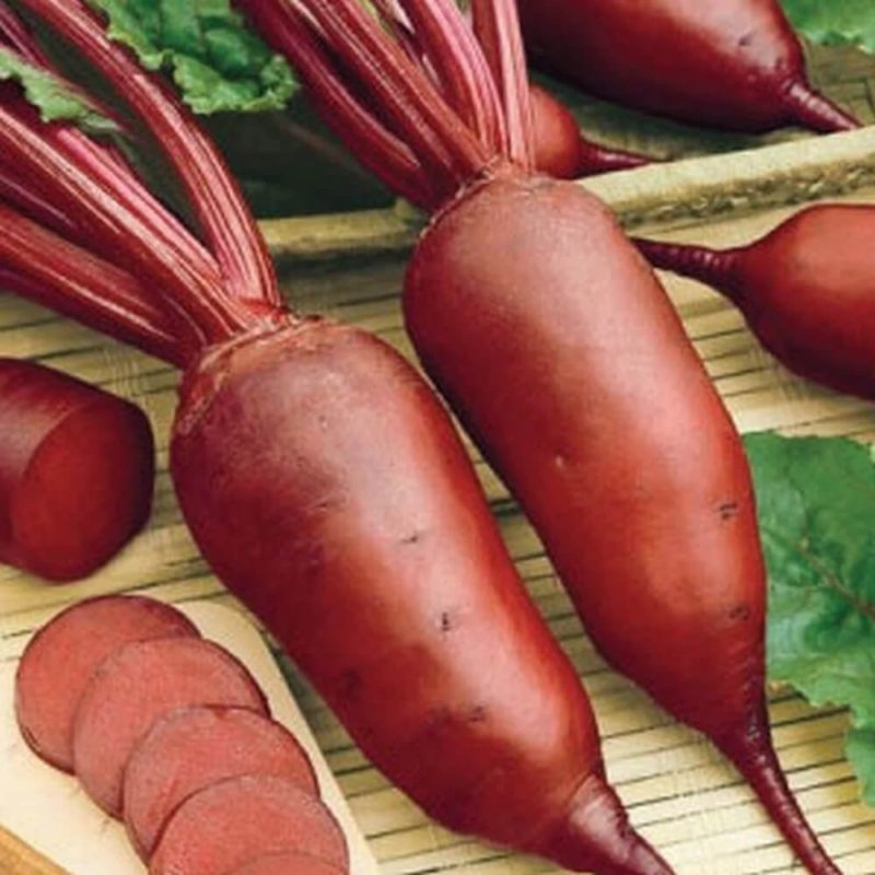 Burak cylindra nasiona 4.jpg