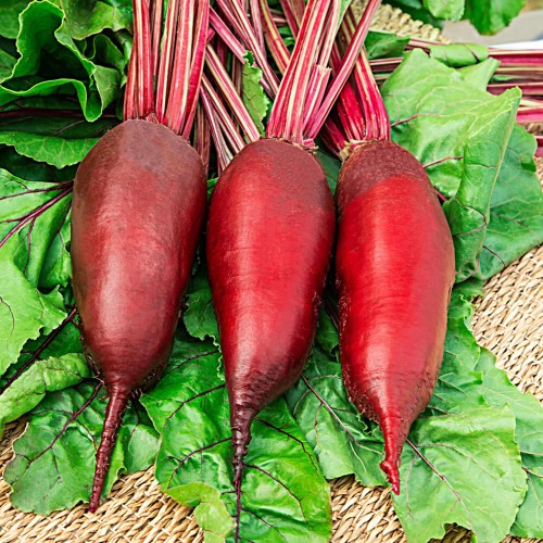 Burak ćwikłowy Cylindra nasiona 10+5g