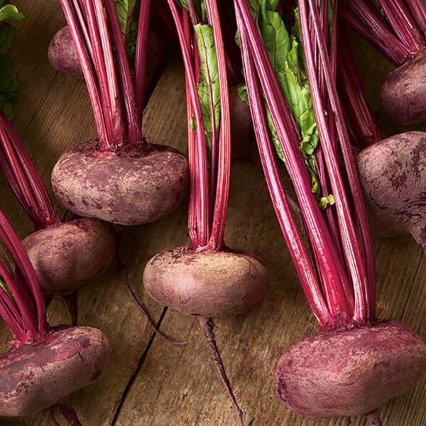 Burak ćwikłowy Egipski D'Egypte Nasiona 100g  (4).jpg