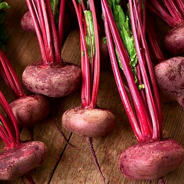 Burak ćwikłowy Egipski D'Egypte Nasiona (4).jpg