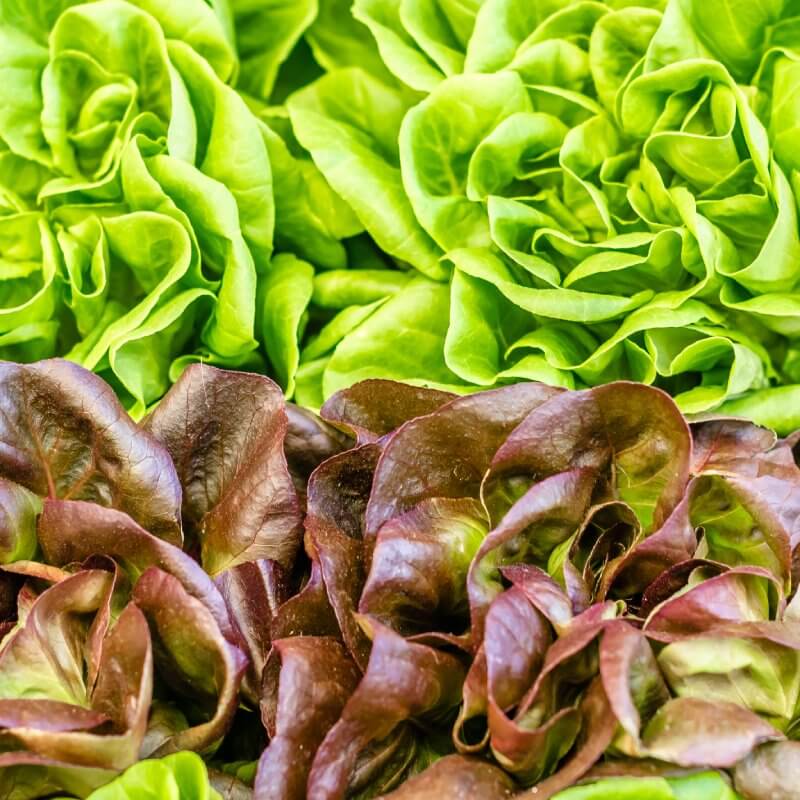 bio-salata-czerwona-zielona.jpg