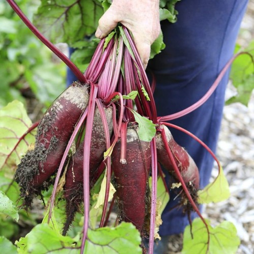 Burak ćwikłowy OPOLSKI nasiona 10g
