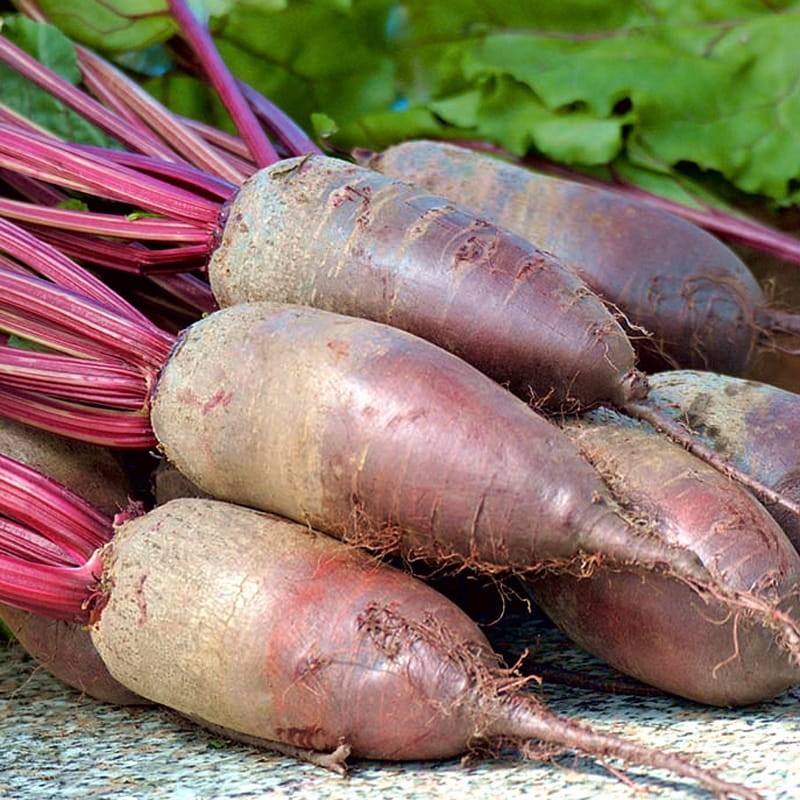 Burak opolski nasiona 250g  3.jpg