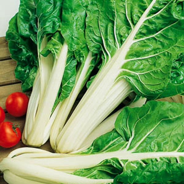 Burak Liściowy Lucullus - Zielonolistny nasiona 4