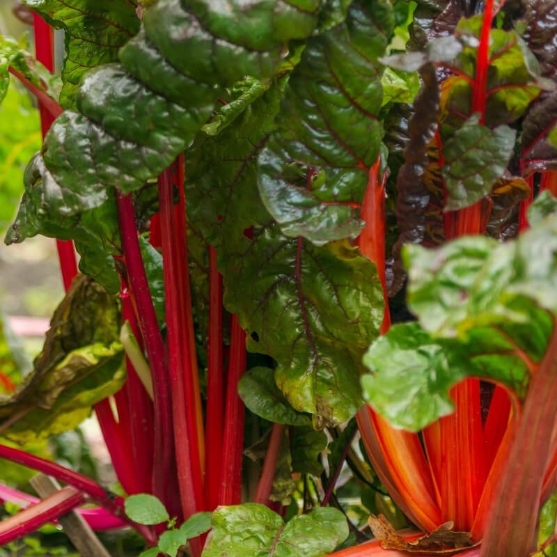 Burak liściowy RHUBARB CHARD nasiona 33.jpg