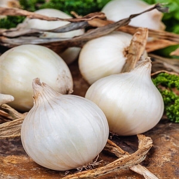 Cebula biała AGOSTANA Nasiona  100g  (3).jpg