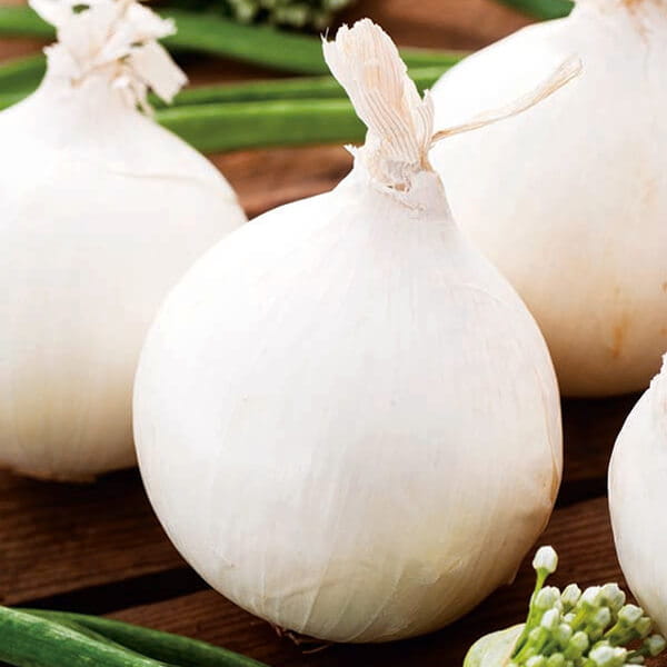 Cebula biała AGOSTANA Nasiona 500g  (4).jpg