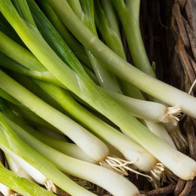 Cebula SIEDMIOLATKA nasiona (4).jpg