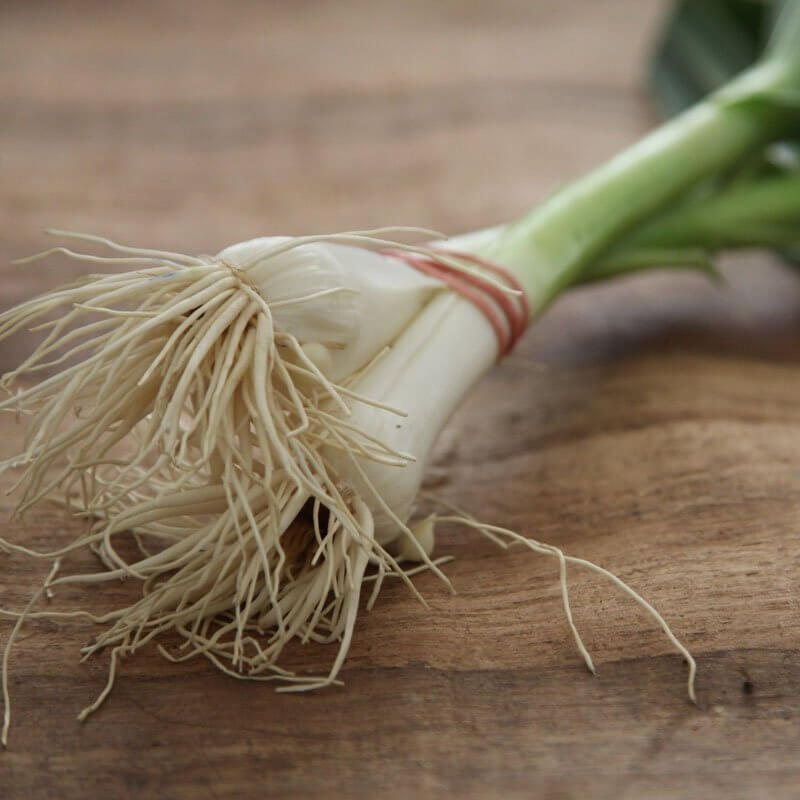 Cebula SIEDMIOLATKA nasiona (2).jpg