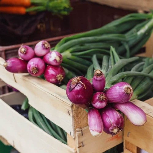 Cebula siedmiolatka czerwona Red Toga nasiona 2g