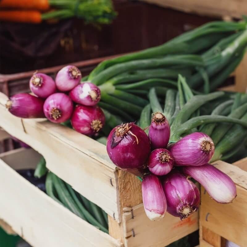 Cebula siedmiolatka czerwona RED TOGA nasiona (1).jpg