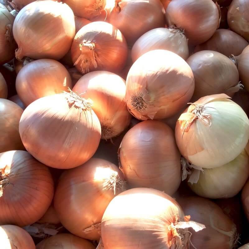 Cebula SUPRA nasiona 100g  (3).jpg