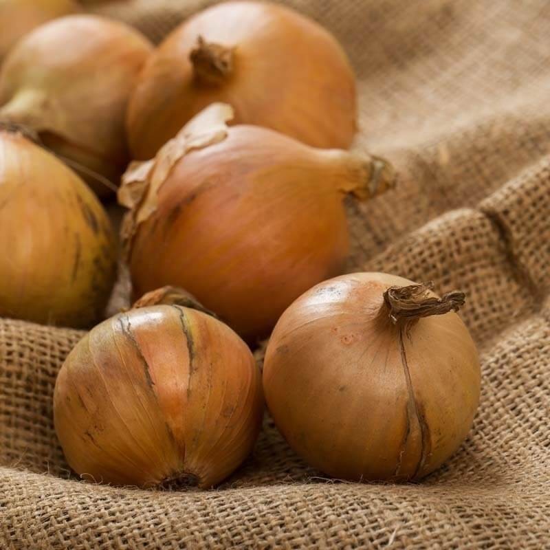 Cebula SUPRA nasiona 500g  (2).jpg