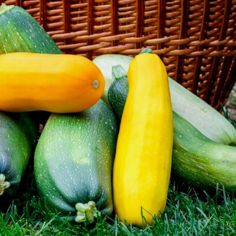 Cukinia MIESZANKA nasiona (2).jpg