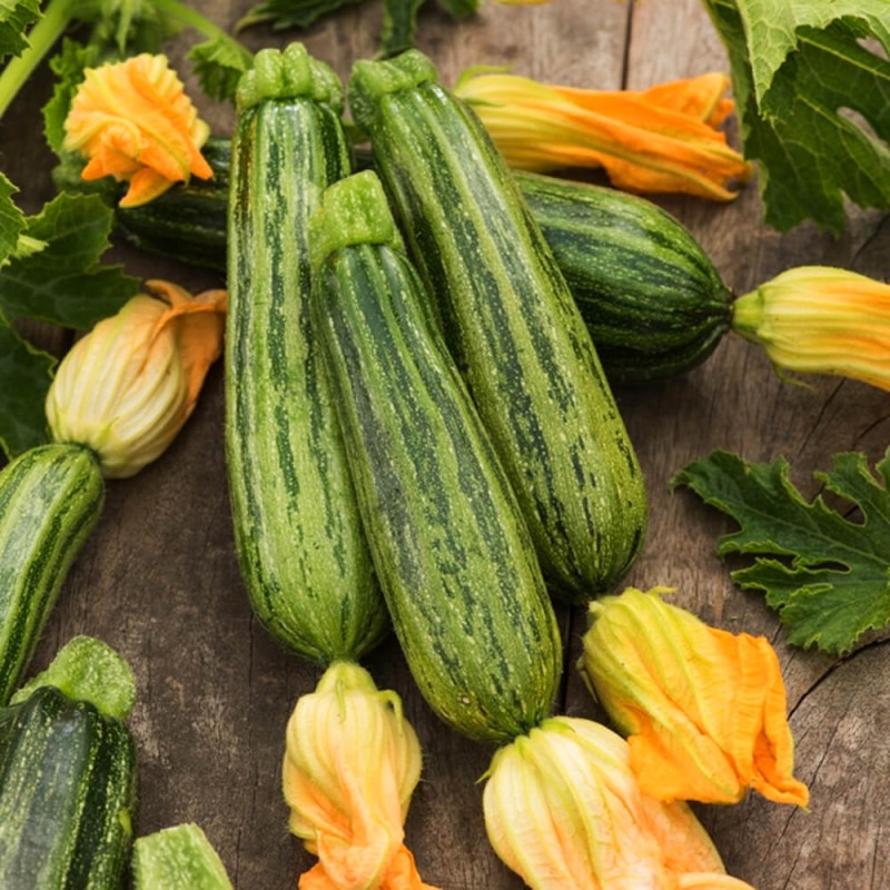 Cukinia NIMBA nasiona (1).jpg