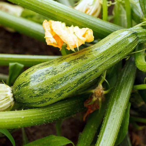 Cukinia NIMBA nasiona XL 100g