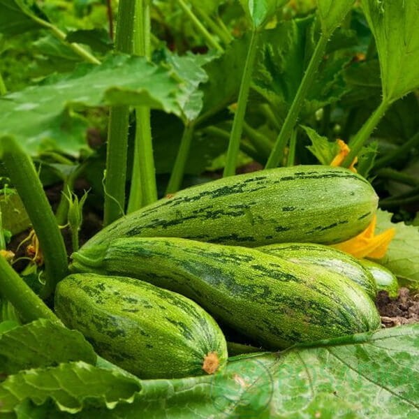 Cukinia NIMBA nasiona 500g  (3).jpg