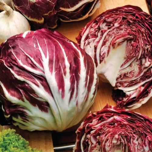 Cykoria sałatkowa Palla Rossa 3 nasiona 0,5g