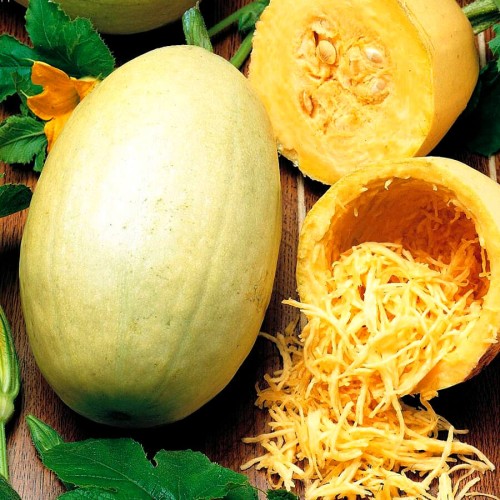 Dynia Makaronowa Warszawska nasiona 2g