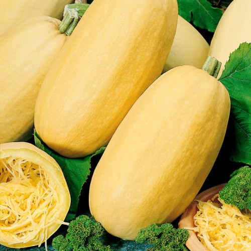 Dynia Makaronowa Warszawska nasiona XXL 500g