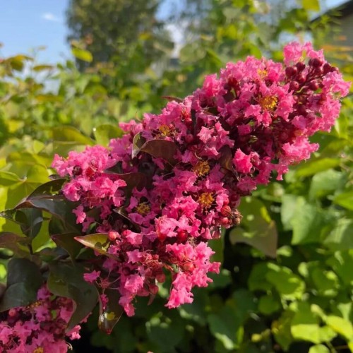 Lagerstroemia CORAL MAGIC sadzonka C5