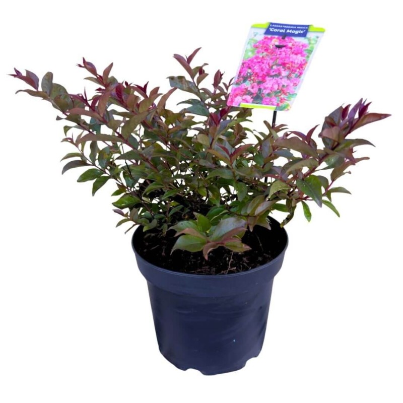 Lagerstroemia coral magic Sadzonka w donicy 5L.jpg