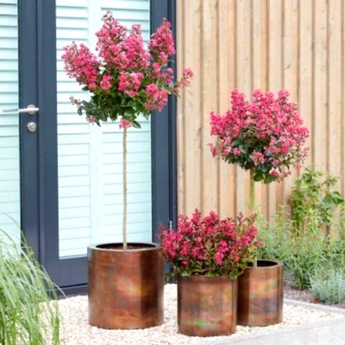 Lagerstroemia na pniu CORAL MAGIC sadzonka XXL C15