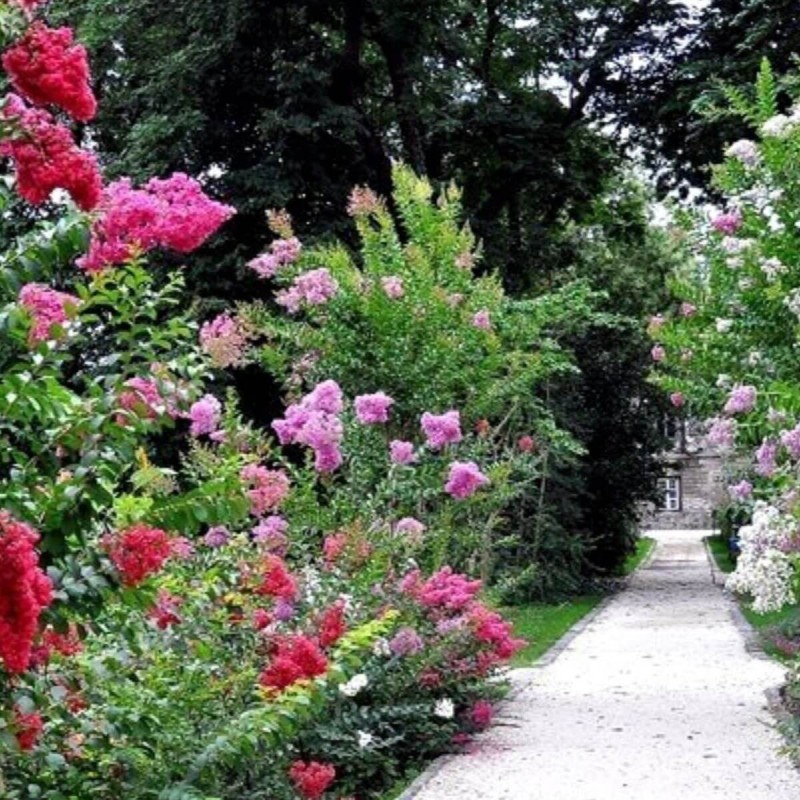 Lagerstroemia Magnifica Rosea dlaczego nie kwitnie