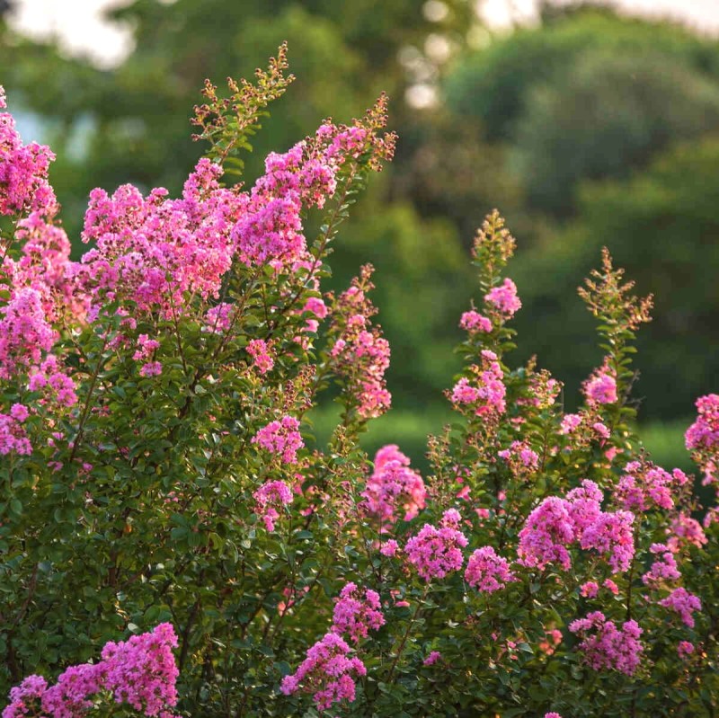 Lagerstroemia Magnifica Rosea Lagerstroemia indica