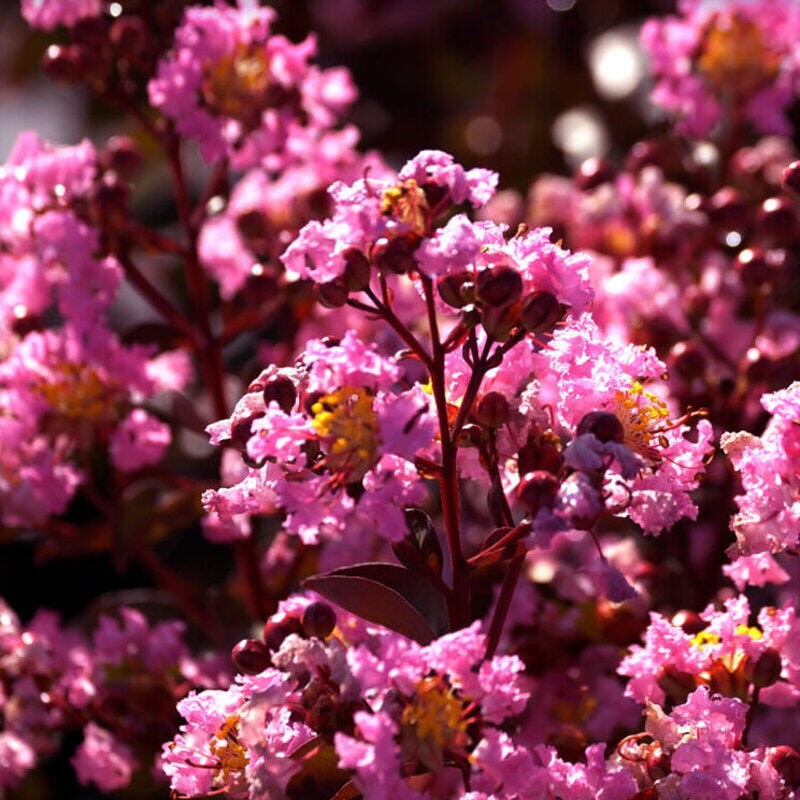 Lagerstroemia rhapsody in pink sklep