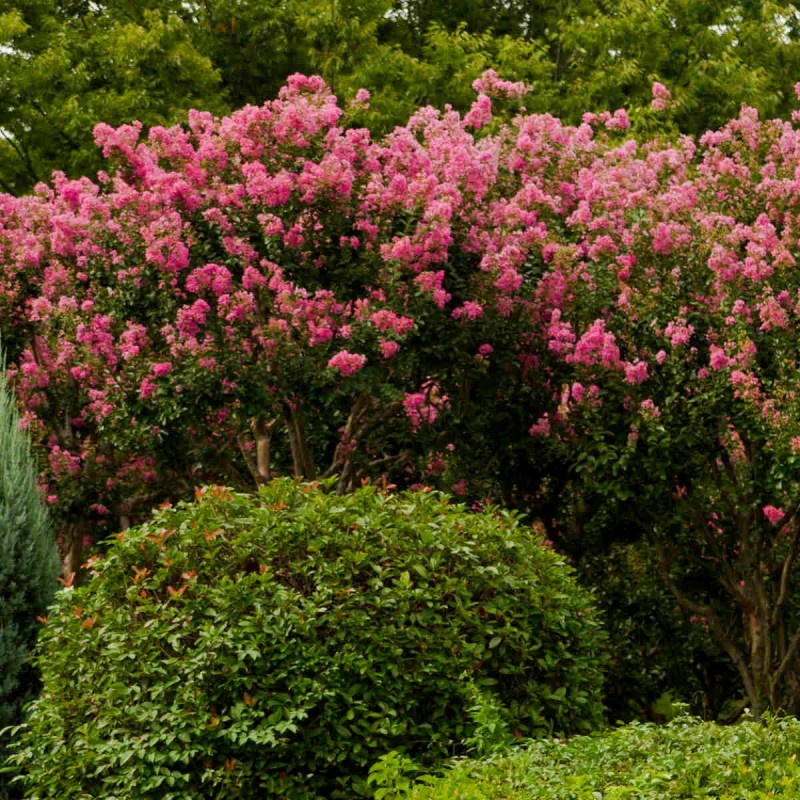 Lagerstroemia rhapsody in pink c2 jak sadzić