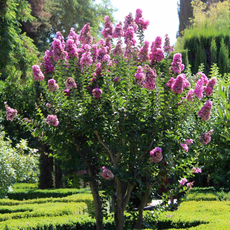 Lagerstroemia indica fioletowa orchid c2 uprawa