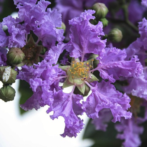 Lagerstroemia PETITE ORCHID kwitnie 120 dni sadzonka XL-C5
