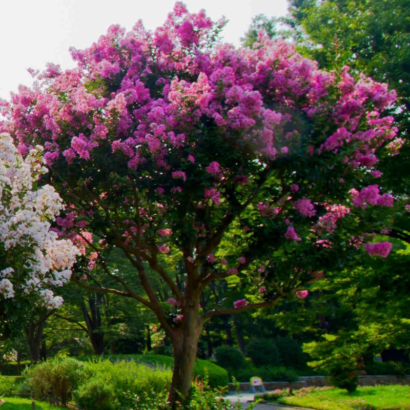 Lagerstroemia Petite Orchid c5 kiedy kwitnie