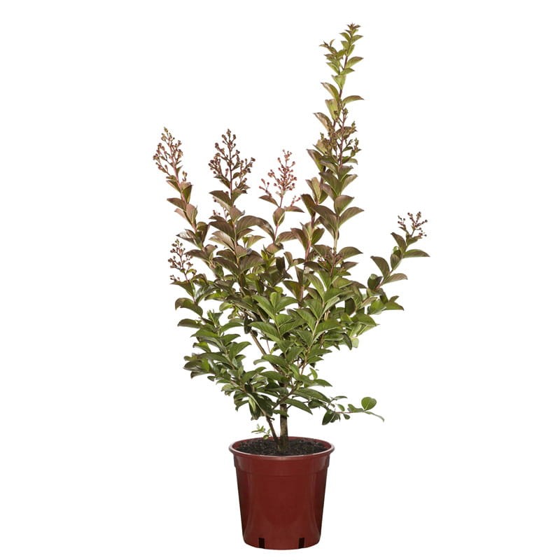 Lagerstroemia Petite Orchid duża sadzonka C5.jpg