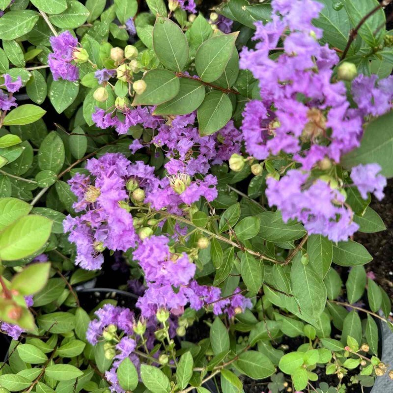 Lagerstroemia Petite Orchid c5 czy zimuje