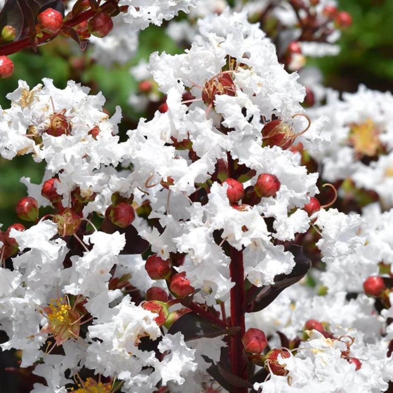 Lagerstroemia LUNAR MAGIC® (Lagerstroemia indica) Sadzonka XL-C4