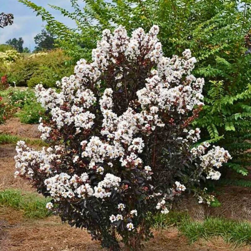 Lagerstroemia LUNAR MAGIC® indica białe kwiaty
