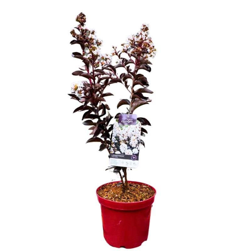 Lagerstroemia LUNAR MAGIC® indica sadzonka w donicy 4L cena