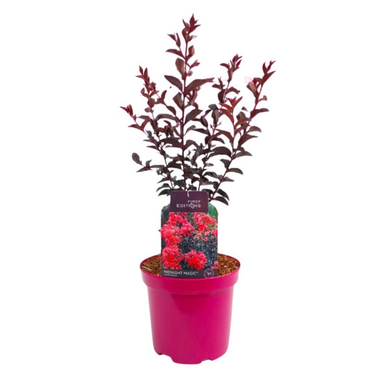 Lagerstroemia MIDNIGHT MAGIC® sadzonka w donicy 4L