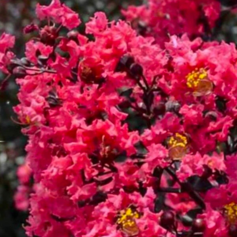 Lagerstroemia MIDNIGHT MAGIC c4 sadzonki cena