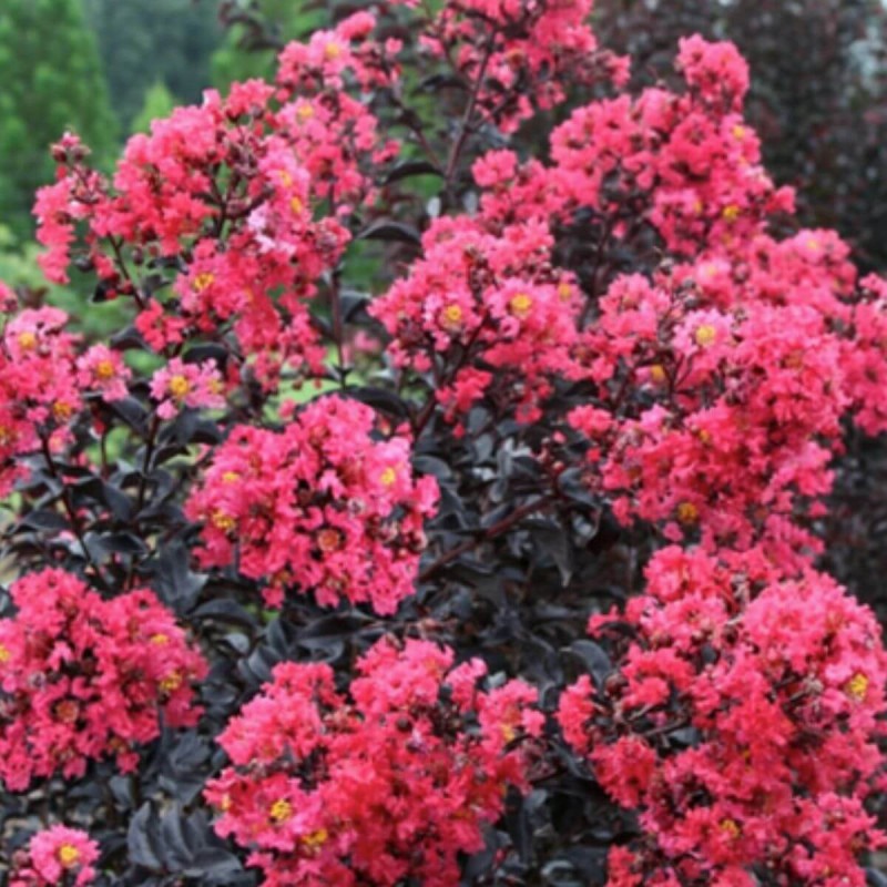 Lagerstroemia MIDNIGHT MAGIC c4 zimowanie